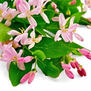 Sweet Honeysuckle Fragrant Oil