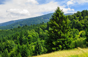 Forest of Fir Fragrant Oil