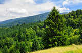 Forest of Fir Fragrant Oil