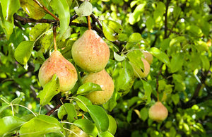 Honeysuckle & Pear Fragrant Oil