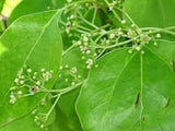 Camphor Essential Oil