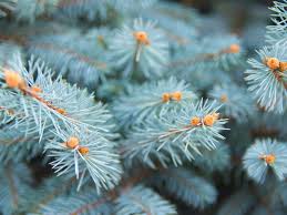 Cashmere Spruce Fragrant
