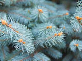 Cashmere Spruce Fragrant