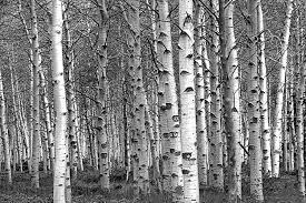 Crackling Birch Fragrant Oil