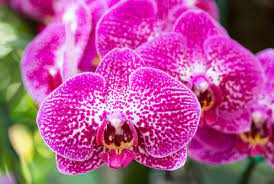 Rainforest Orchid Fragrant Oil