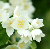 Jasmine Fragrant Oil