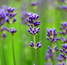 Lavender (Population) Essential Oil