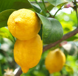 Lemon (Sicily) Essential Oil