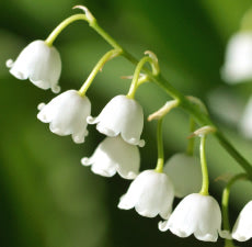 Lily Valley Fragrance Oil