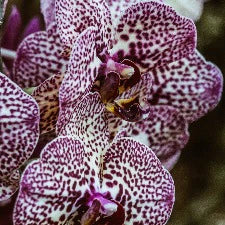 Tropical Orchid Fragrant Oil