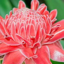 Hawaiian Ginger Fragrant Oil
