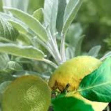 Sage & Citrus Fragrant Oil