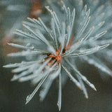 Silver Spruce & Empress Peach Fragrant Oil