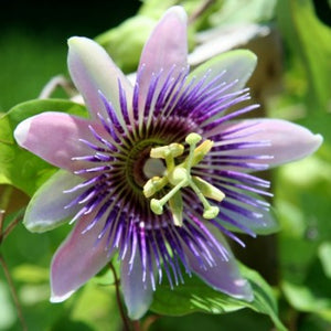 Star Apple & Passionflower Fragrant Oil