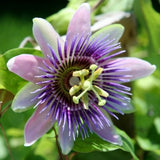 Star Apple & Passionflower Fragrant Oil