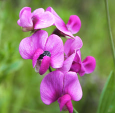 Sweet Pea Fragrant Oil