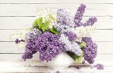 True Lilac Fragrant Oil