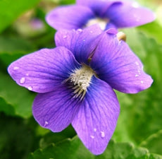 Violet Fragrance Oil