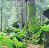 Woodland Fragrant Oil